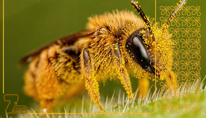 عسل طبیعی چیست
